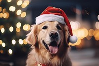 Golden dog christmas mammal animal. AI generated Image by rawpixel.