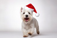 White west highland terrier christmas mammal animal. 