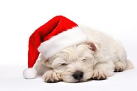 White west highland terrier christmas sleeping mammal. AI generated Image by rawpixel.