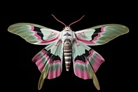 A Oleander Hawk Moth insect moth butterfly. AI generated Image by rawpixel.