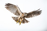 Sharp Shinned Hawk animal flying bird. AI generated Image by rawpixel.