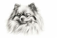  Vintage fluffy dog drawing sketch mammal. 