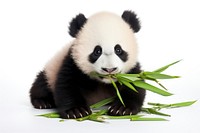 Baby panda eating wildlife animal mammal. AI generated Image by rawpixel.