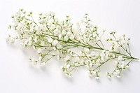 Branch flower plant white. AI generated Image by rawpixel.