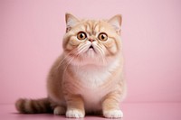Exotic shorthair cat animal mammal kitten. AI generated Image by rawpixel.