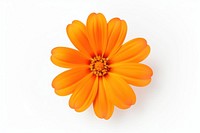 Orange fower flower petal plant. AI generated Image by rawpixel.