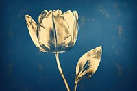 Tulip outdoors flower petal. AI generated Image by rawpixel.