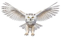Owl in flight bird owl animal. AI generated Image by rawpixel.