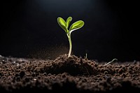 Sprout soil plant leaf. AI generated Image by rawpixel.