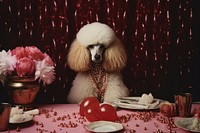 Poodle poodle animal mammal. AI generated Image by rawpixel.