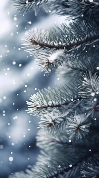 Pine tree snow backgrounds snowflake. 