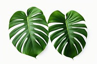 Monstera leaves plant leaf white background. AI generated Image by rawpixel.