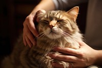 Therapist massaging mammal animal kitten. AI generated Image by rawpixel.