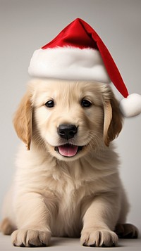 Baby golden retriever christmas mammal animal. AI generated Image by rawpixel.