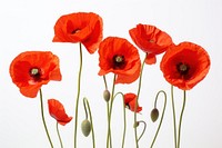 Red poppy flowers plant inflorescence freshness. AI generated Image by rawpixel.