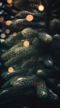 Spruce tree backgrounds christmas plant. AI generated Image by rawpixel.