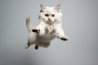 Cat falling mammal animal kitten. AI generated Image by rawpixel.
