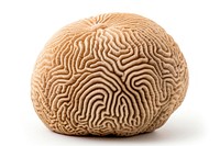 Grooved Brain Coral brain white background invertebrate. AI generated Image by rawpixel.
