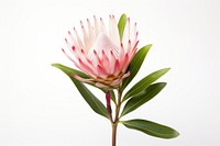 King protea blossom flower petal. 