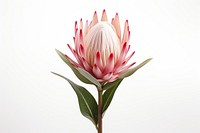 King protea blossom flower petal. AI generated Image by rawpixel.