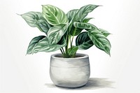 Calathea plant vase leaf. AI generated Image by rawpixel.