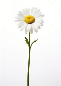 Daisy flower daisy plant white. AI generated Image by rawpixel.