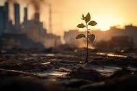 Plant sprout sunlight outdoors dirt. 