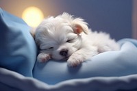 Sleeping puppy mammal animal cute. 