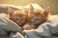 Two kittens sleeping blanket animal mammal. 