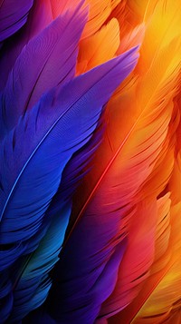 Abstract colourful feathers background backgrounds pattern lightweight. 