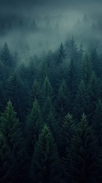 Deep pine forest background backgrounds outdoors woodland. 