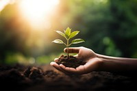Left hand holding young plant nature soil gardening. AI generated Image by rawpixel.