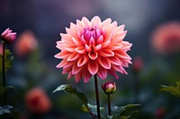 Flower blossom dahlia nature. AI generated Image by rawpixel.
