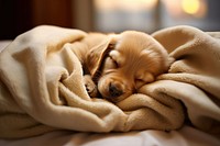 Sleeping puppy blanket mammal animal. AI generated Image by rawpixel.
