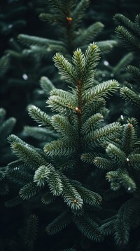 Spruce tree christmas winter plant. AI generated Image by rawpixel.