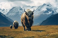 Wild yaks livestock wildlife mountain. AI generated Image by rawpixel.