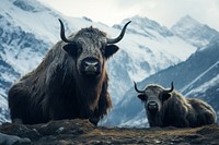 Wild yaks livestock mountain mammal. AI generated Image by rawpixel.