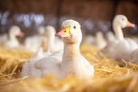 White duck livestock animal goose. AI generated Image by rawpixel.
