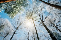 Snowvy forest sky sun landscape. AI generated Image by rawpixel.