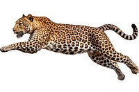 Jumping leopard wildlife cheetah animal. AI generated Image by rawpixel.
