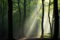 Landscape light tree sunlight. AI generated Image by rawpixel.