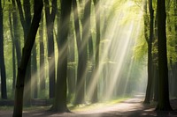 Landscape tree backgrounds sunlight. AI generated Image by rawpixel.