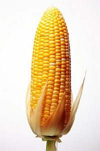 Whole ear of corn plant food white background. AI generated Image by rawpixel.