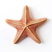 Starfish white background invertebrate simplicity. AI generated Image by rawpixel.