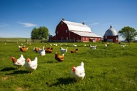 Chicken barn farm architecture. 