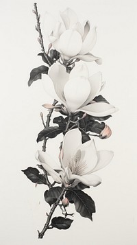 Vintage magnolia graphics blossom drawing. AI generated Image by rawpixel.