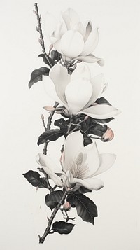 Vintage magnolia graphics blossom drawing. 