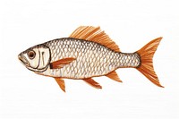 Fish animal freshness wildlife. AI generated Image by rawpixel.