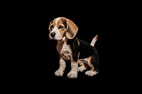 Beagle dog animal mammal. AI generated Image by rawpixel.