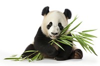 A panda eating bamboo internode wildlife animal mammal. AI generated Image by rawpixel.